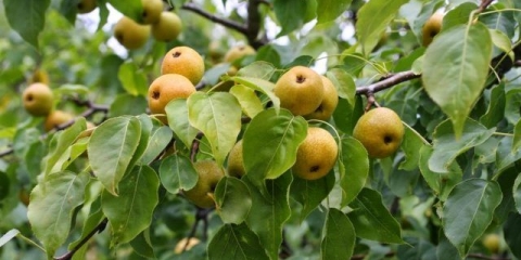 Ussuri kruška: opis, fotografija, recenzije