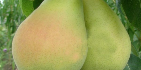 Viktorija kruška: opis sorte