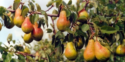 Kruška zabava: opis, fotografija