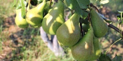 Sok od kruške za zimu