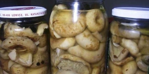 Mliječne gljive za zimu pod željeznim poklopcem: koje koristiti, recepti za zimu