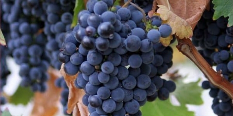 Gruzijska sorta grožđa saperavi - sve o uzgoju i njezi