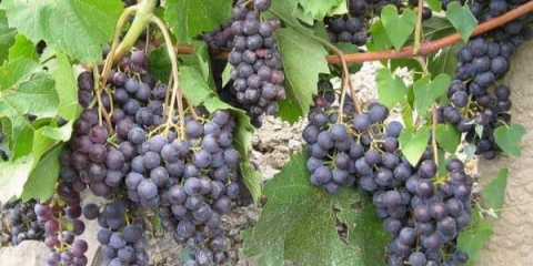 Gurzuf roza sorta grožđa - opis online