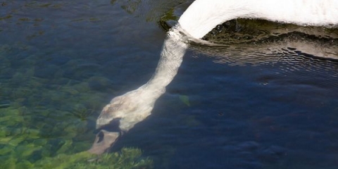 Guske linda: karakteristike, uzgoj kod kuće