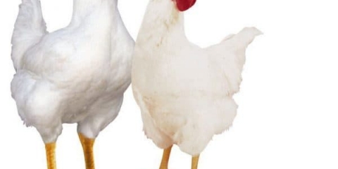 Hubbard kokoši - opis pasmine brojlera i karakteristike
