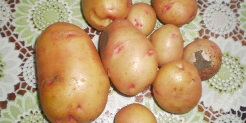 Karakteristike i opis sorti krompira žukovski