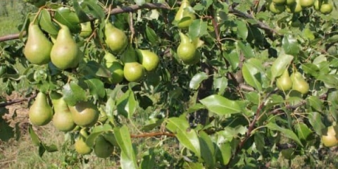 Karakteristike i opis kasnoljetne kruške williams