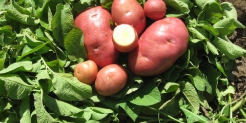 Karakteristike i opis sorte krompira bellarosa