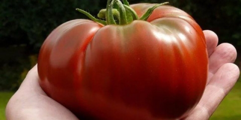 Karakteristike i opis sorte paradajz monomak šešira