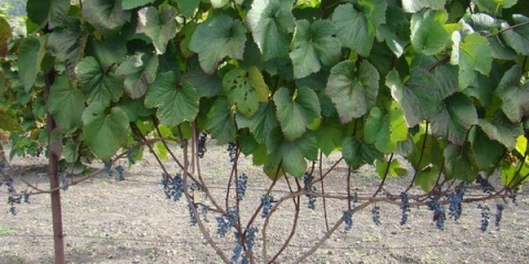 Karakteristike i opis sorte grožđa amur