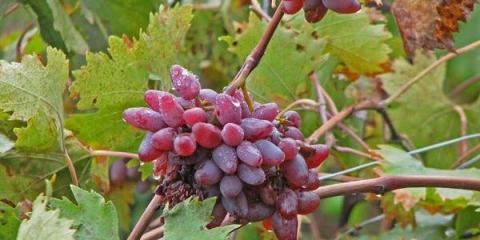 Karakteristike i opis izvorne sorte grožđa