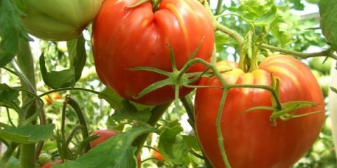 Karakteristike i opis sorte paradajza cardinal