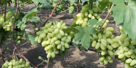 Karakteristike i opis grožđa đurđevka