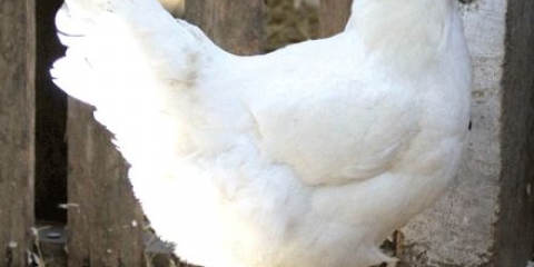 Karakteristike i karakteristike divovske pasmine pilića jersey