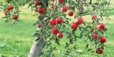 Karakteristike stabla jabuke i zašto se smatra najpopularnijim među vrtnim biljkama