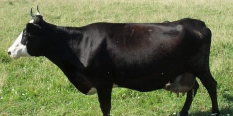 Karakteristike jaroslavske pasmine krava