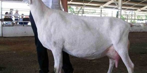 Karakteristike rase koza lamancha: sadržaj, koliko mlijeka daje