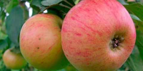 Karakteristike sorte plućnjaka