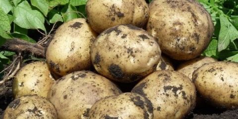 Karakteristike i opis sorte krompira gala