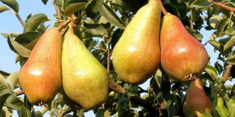 Karakteristike ljetne karmen kruške