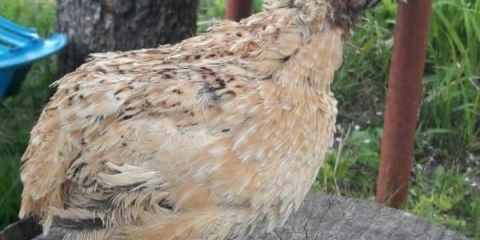 Karakteristične karakteristike phoenix prepelica