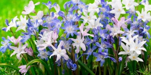 Chionodox: fotografija cvijeća, opis, reprodukcija, sadnja i njega