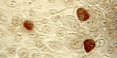 Klamidija u goveda: znakovi, liječenje i prevencija