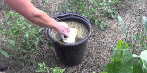 Hlebni preliv za krastavce i paradajz