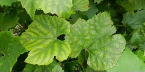 Hloroza grožđa, liječenje