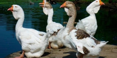 Kholmogory pasmina gusaka: karakteristike