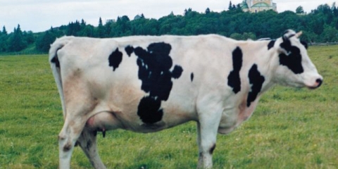 Kholmogory pasmina krava