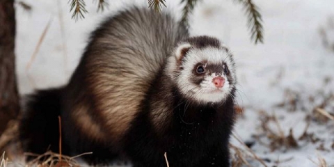 Divlji tvor (običan): fotografija, šta je opasno