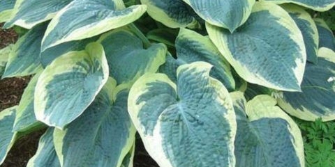 Hosta american halo: opis i fotografija, recenzije