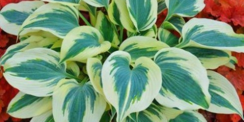 Hosta plava slonovača: fotografija i opis