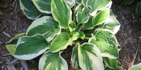 Hosta kapa sa obodom: fotografija i opis, recenzije