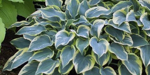 Hosta fest mraz: fotografija i opis