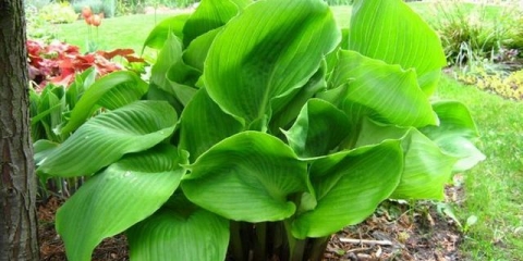 Hosta giant
