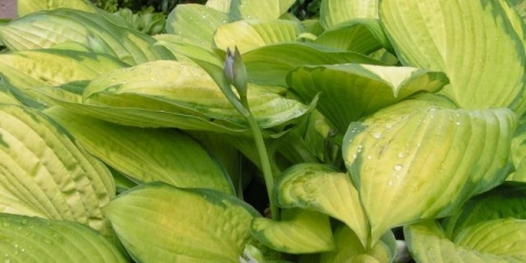 Hosta zlatni standard (zlatni standard): fotografija i opis