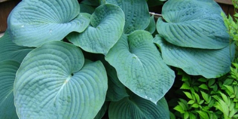 Hosta plava (plava, plava): fotografija, najbolje vrste i sorte
