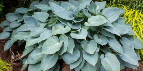 Hosta halcyon: fotografija i opis sorte, recenzije