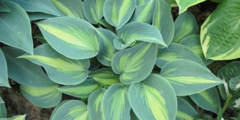 Hosta katerina: fotografija i opis, recenzije