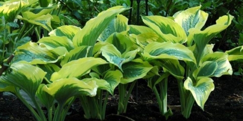 Hosta liberty (sloboda): fotografija i opis sorte