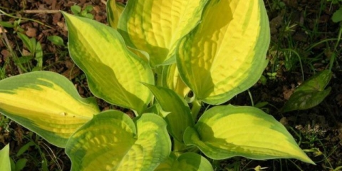 Hosta marmelada od naranče (marmelada od naranče): opis + fotografija, sadnja i njega