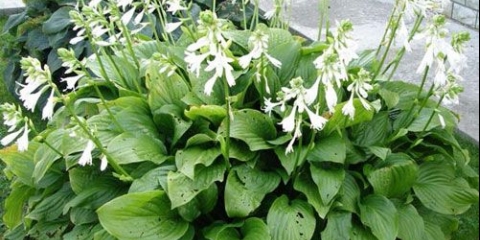 Hosta trputac: fotografija i opis sorti grandiflora, afrodita