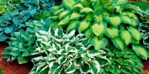 Khosta: sadnja i njega na otvorenom polju u proljeće, jesen, fotografija, video