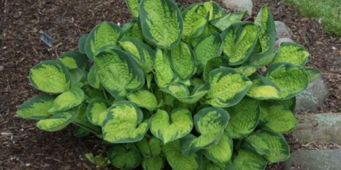 Hosta rainforest sunrise: opis + fotografija