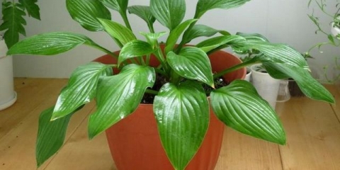Hosta kod kuće u loncu