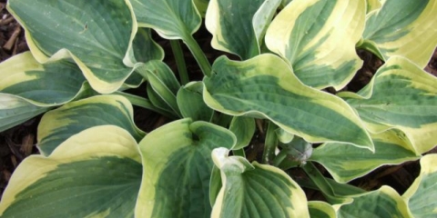Hosta sa širokim obodom: fotografija i opis sorte