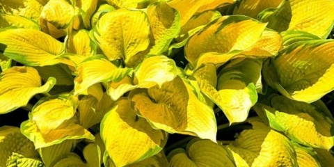 Hosta žuta: sorte i vrste, fotografija