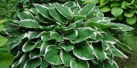 Hostas: sorte i vrste sa fotografijama i imenima